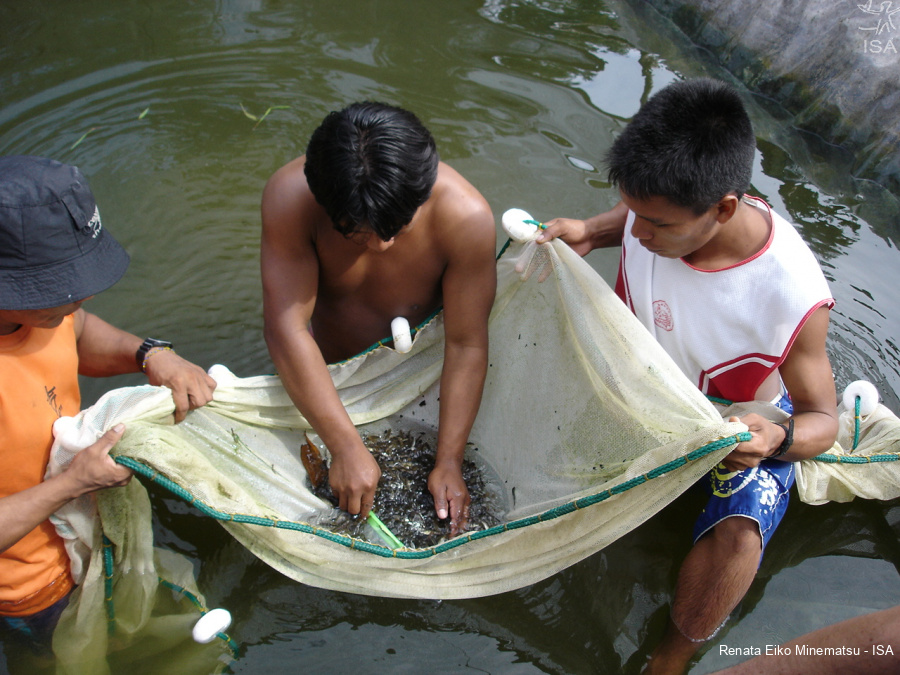 (PDF) Laboratórios na floresta. Os Baniwa, os peixes e a piscicultura no  alto rio Negro.