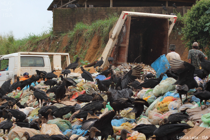 O lixão de Altamira recebe 155 toneladas de lixo por dia.