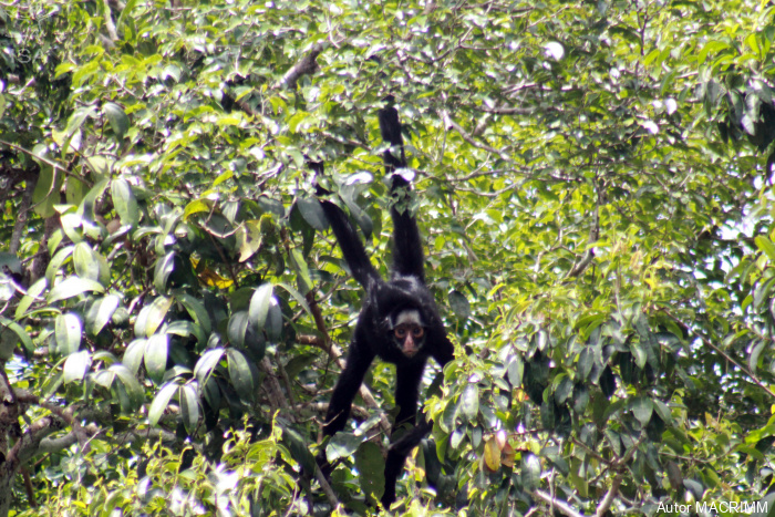 Macaco-aranha-de-cara-branca, que vive no Parque Cristalino, em MT