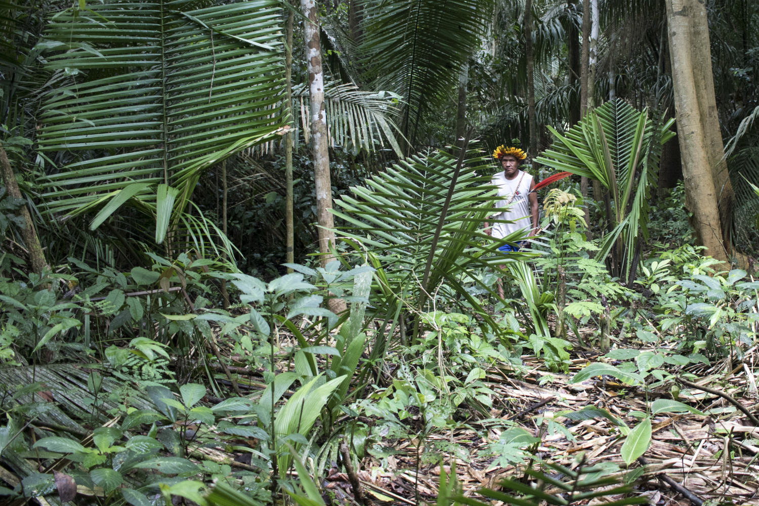 A Terra, O Ar, O Fogo, A Água, Retorna - Irmãos da Floresta 