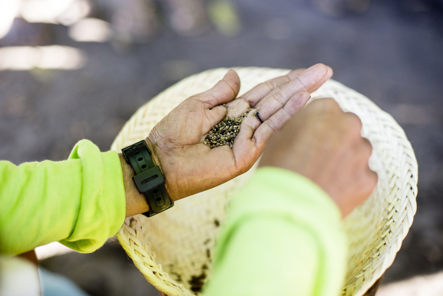 O infinito dentro de cada semente | ISA - Instituto Socioambiental