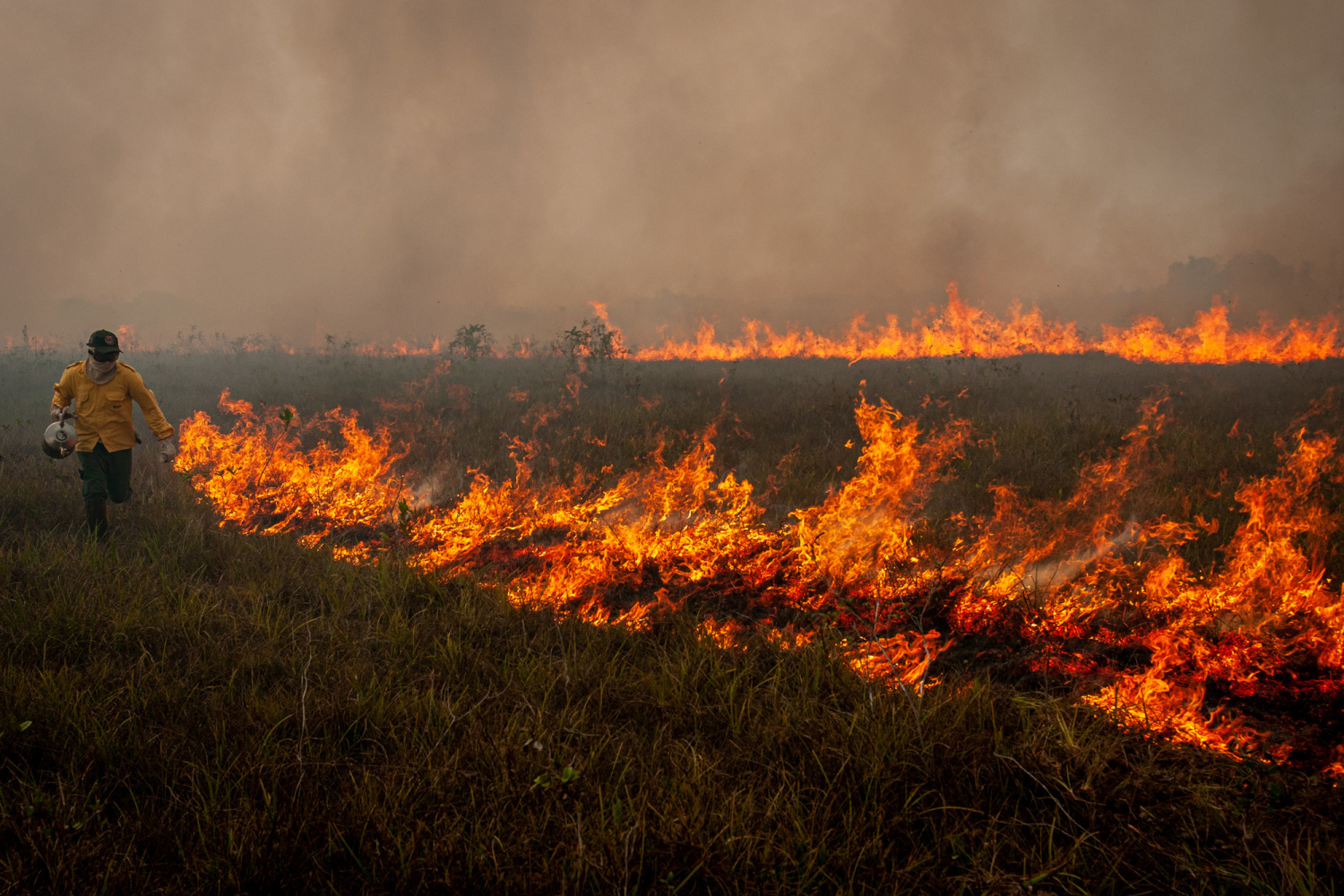 Queima de incêndio à noite, fogo na floresta, Vetor Grátis em 2023
