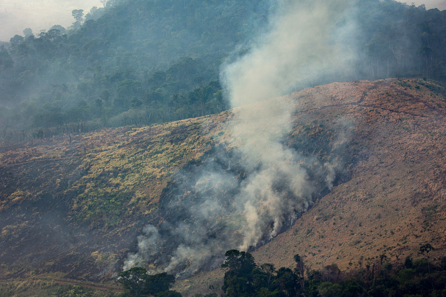 Exploração madeireira e incêndios florestais: 8 – Métodos para avaliar a  vulnerabilidade a incêndio - Amazônia Real